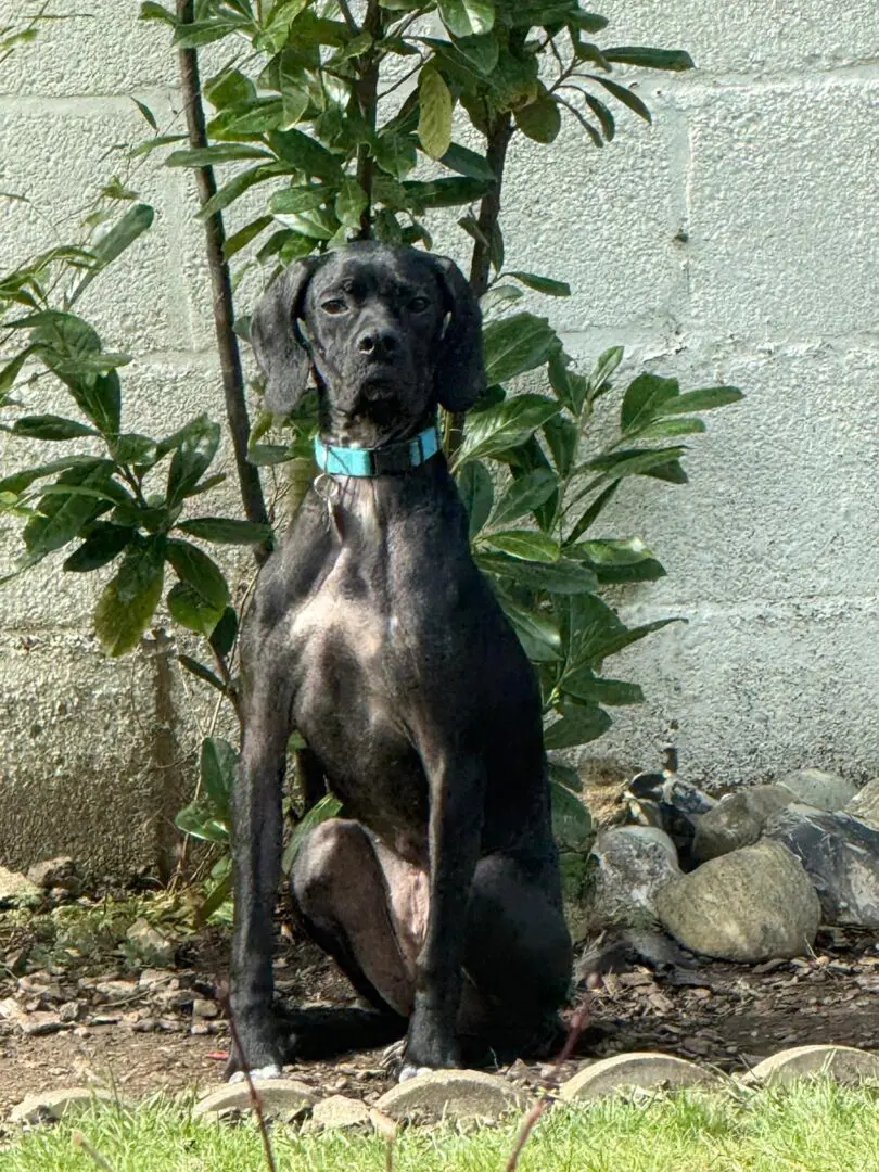 Pickle (Adopted April 2026)