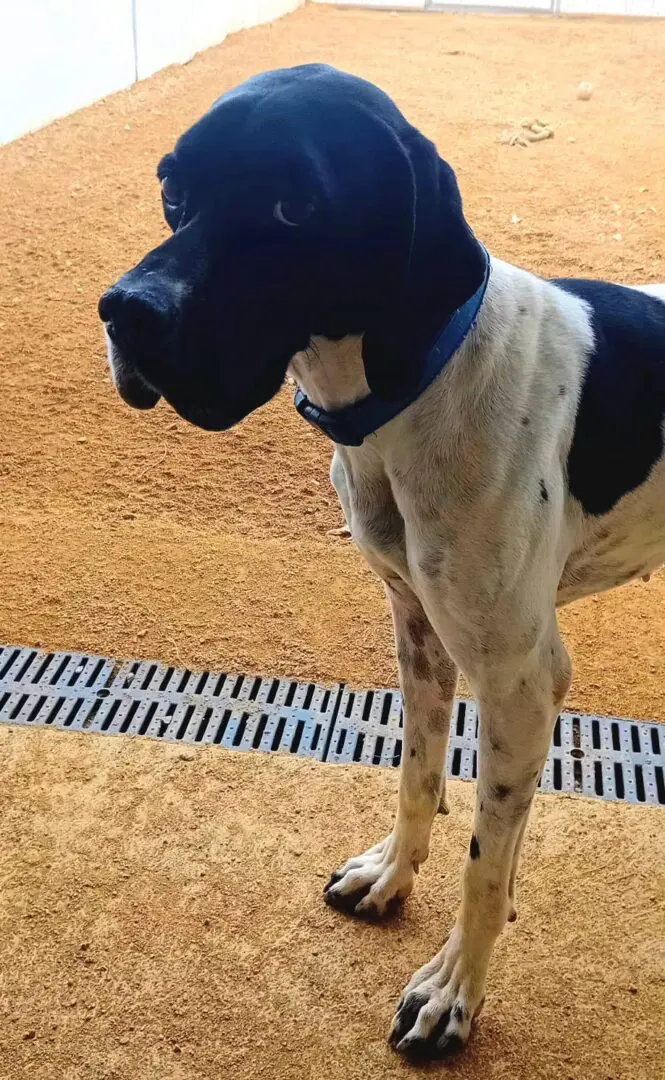 Dana – Sadly taken from us against our consent by Noahs Ark Spain