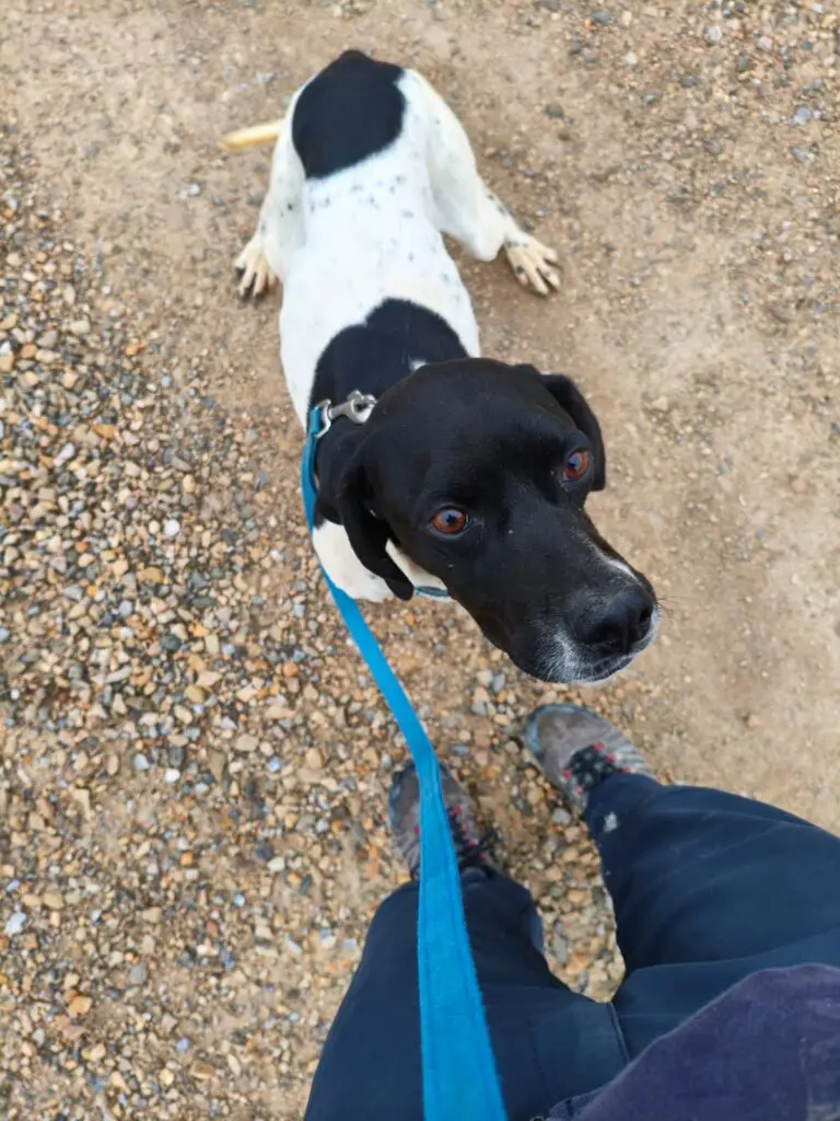 Dana – Sadly taken from us against our consent by Noahs Ark Spain Thumb