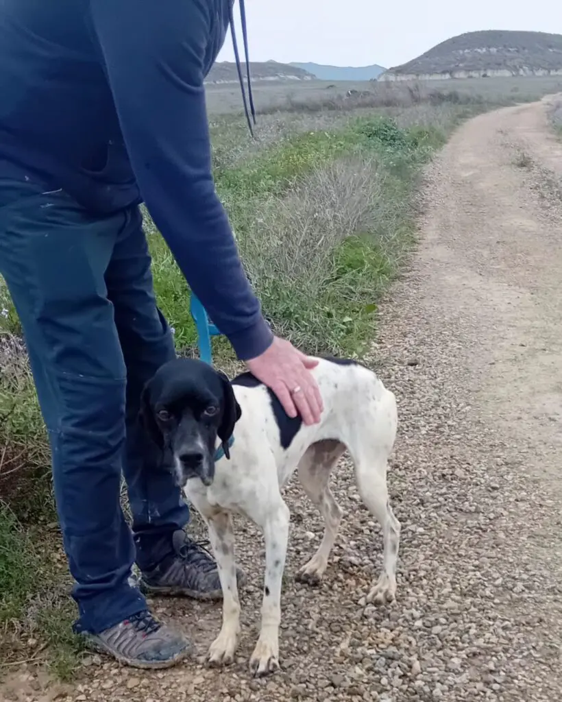 Dana – Sadly taken from us against our consent by Noahs Ark Spain Thumb