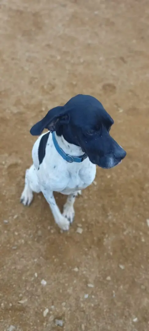 Dana – Sadly taken from us against our consent by Noahs Ark Spain