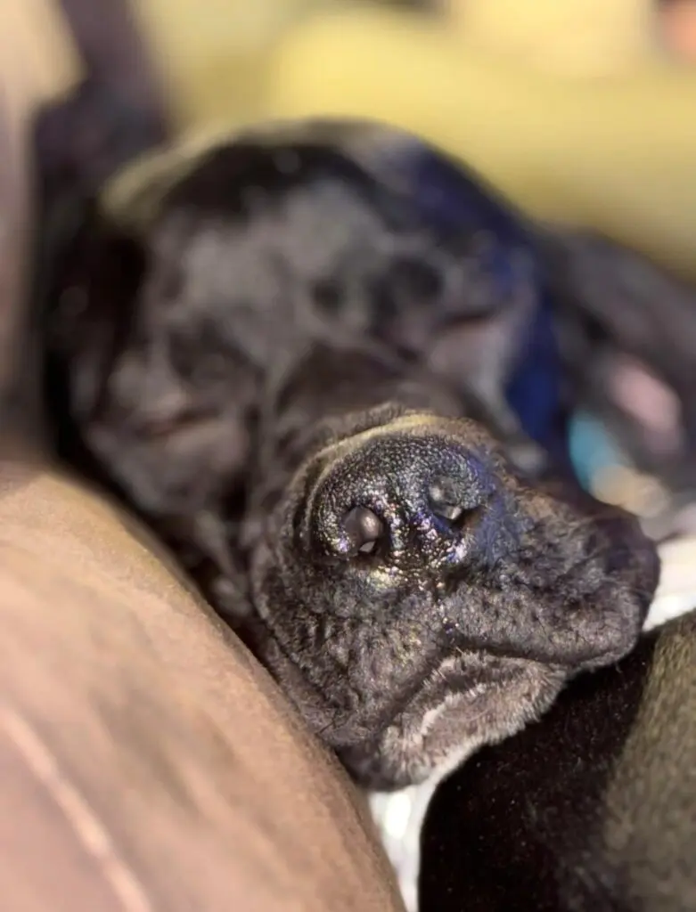 Pickle (Adopted April 2026) Thumb