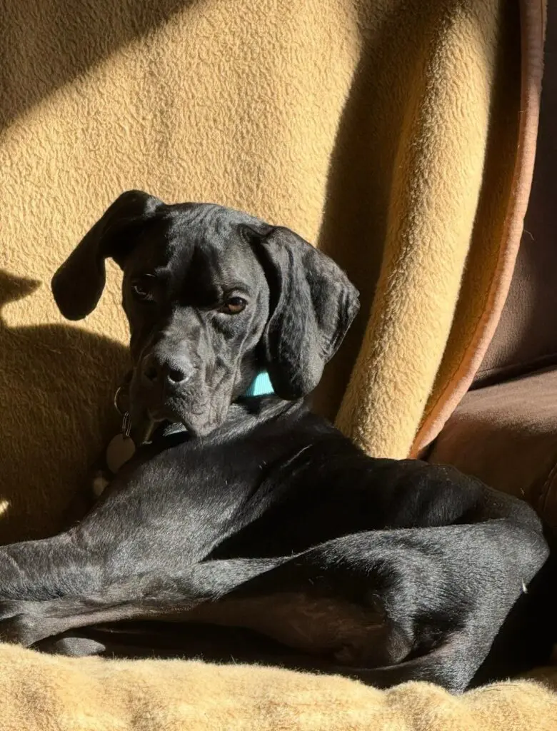 Pickle (Adopted April 2026) Thumb