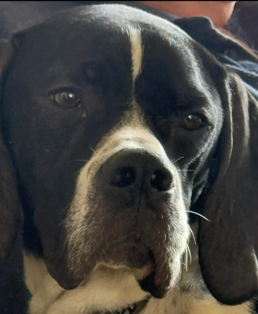 Branston (Adopted April 2026) Thumb
