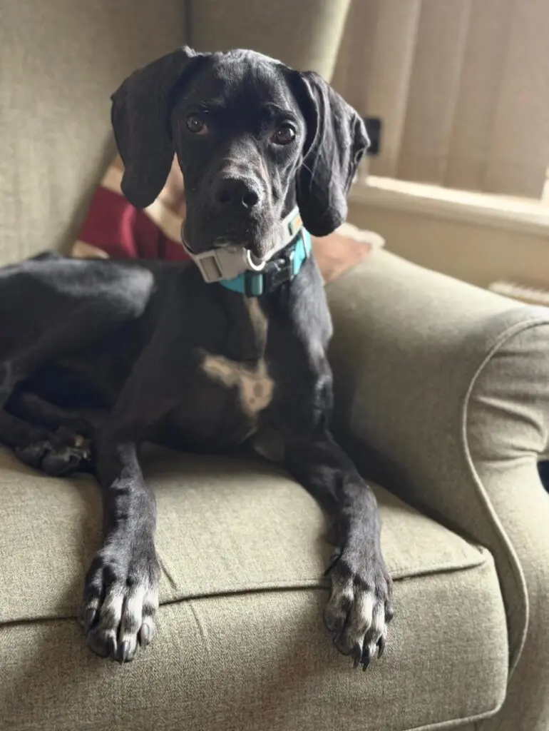 Pickle (Adopted April 2026) Thumb