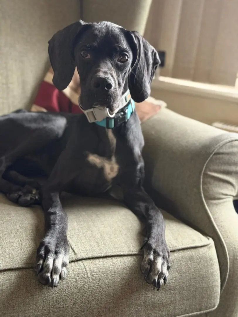 Pickle (Adopted April 2026)