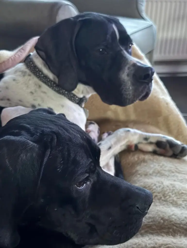 Branston (Adopted April 2026) Thumb
