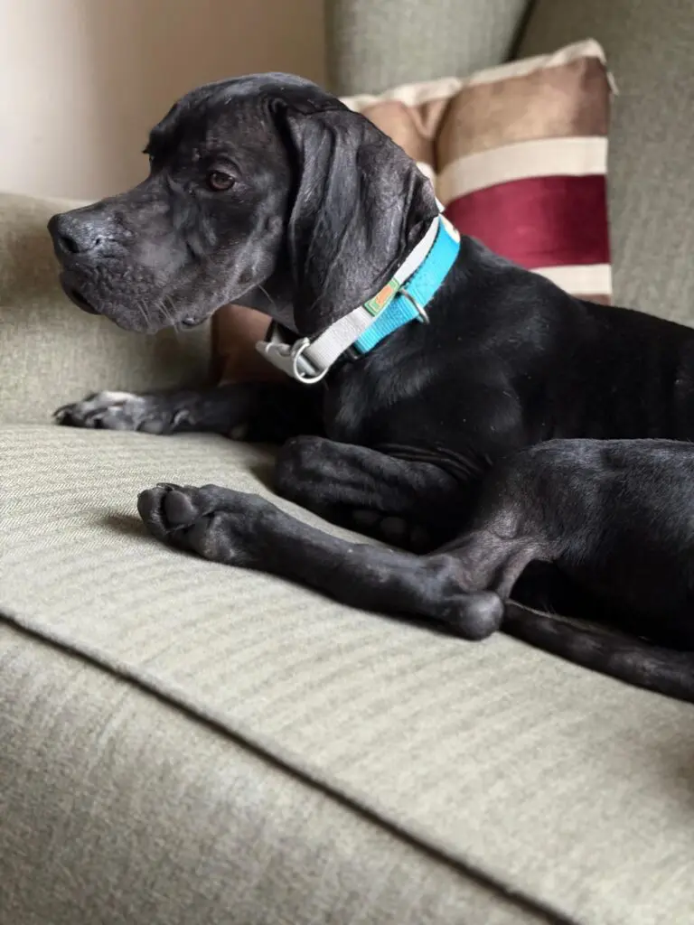 Pickle (Adopted April 2026) Thumb