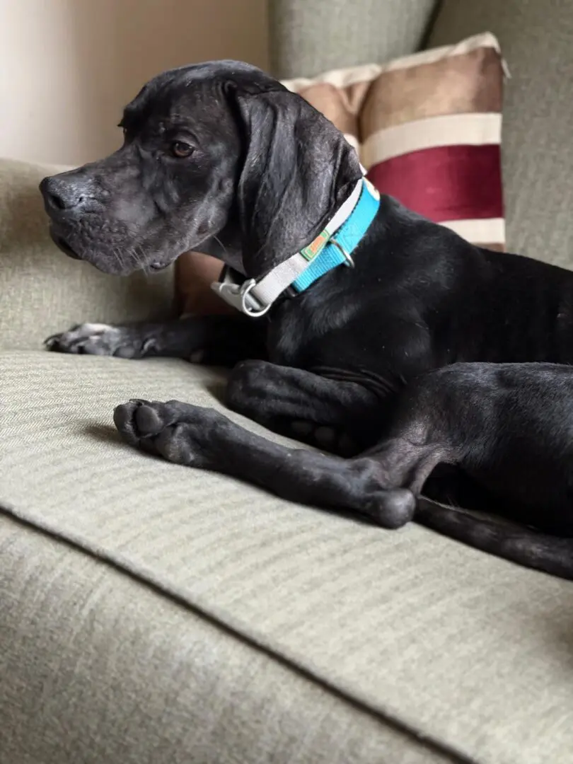 Pickle (Adopted April 2026)