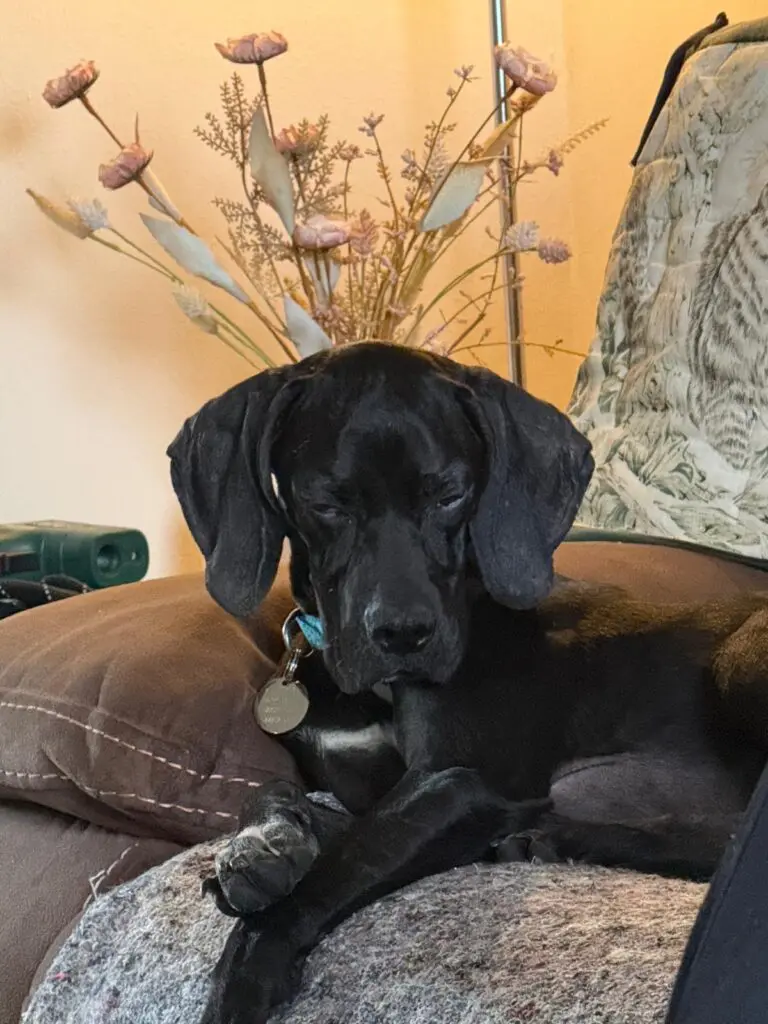 Pickle (Adopted April 2026) Thumb