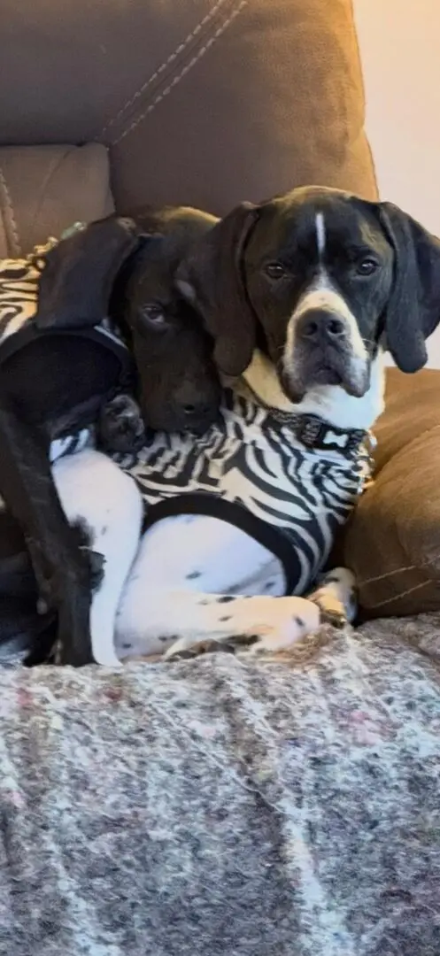 Branston (Adopted April 2026)