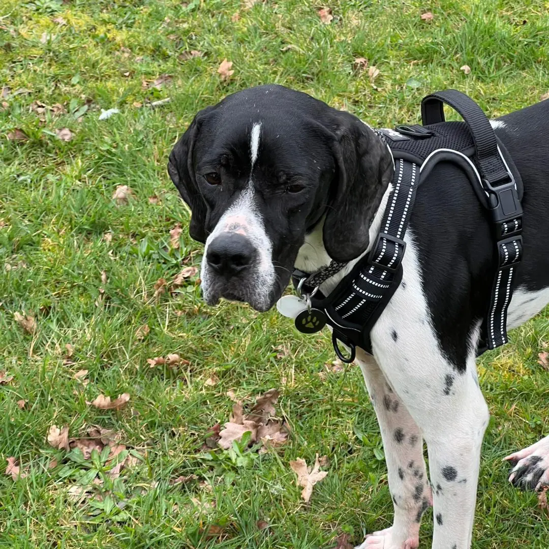 Branston (Adopted April 2026)