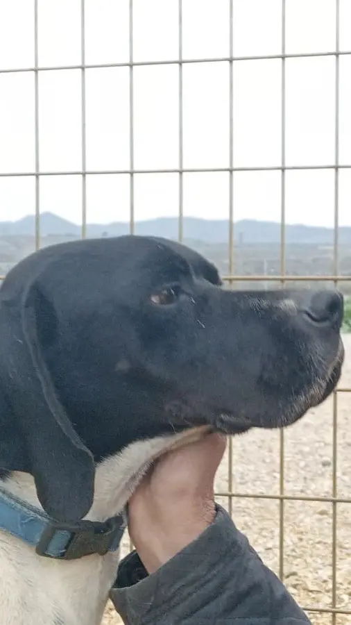 Dana – Sadly taken from us against our consent by Noahs Ark Spain