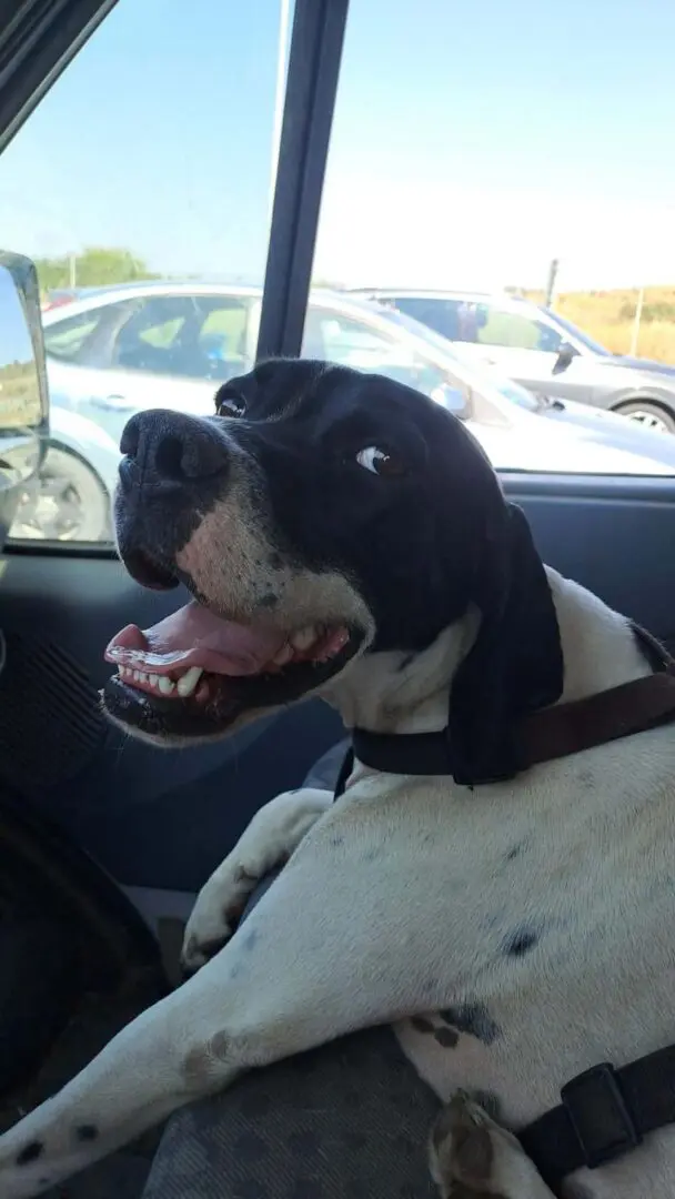 Tutte (Adopted March 2026)