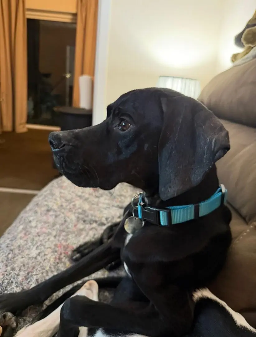 Pickle (Adopted April 2026)