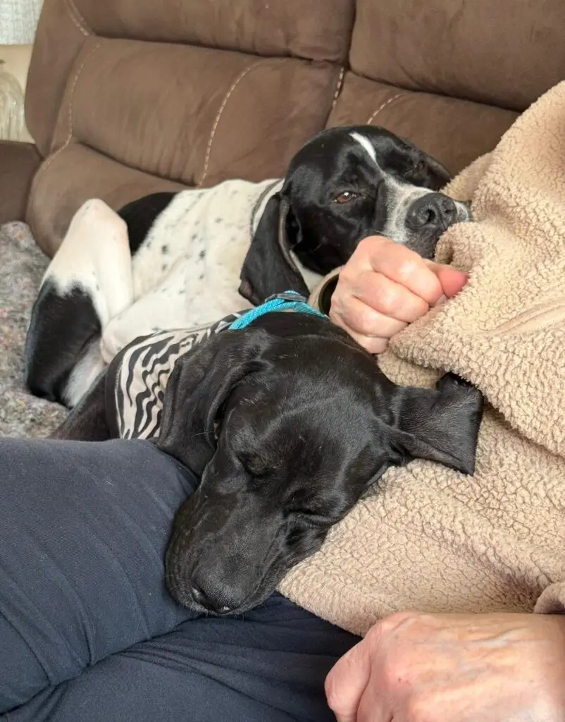 Branston (Adopted April 2026) Thumb