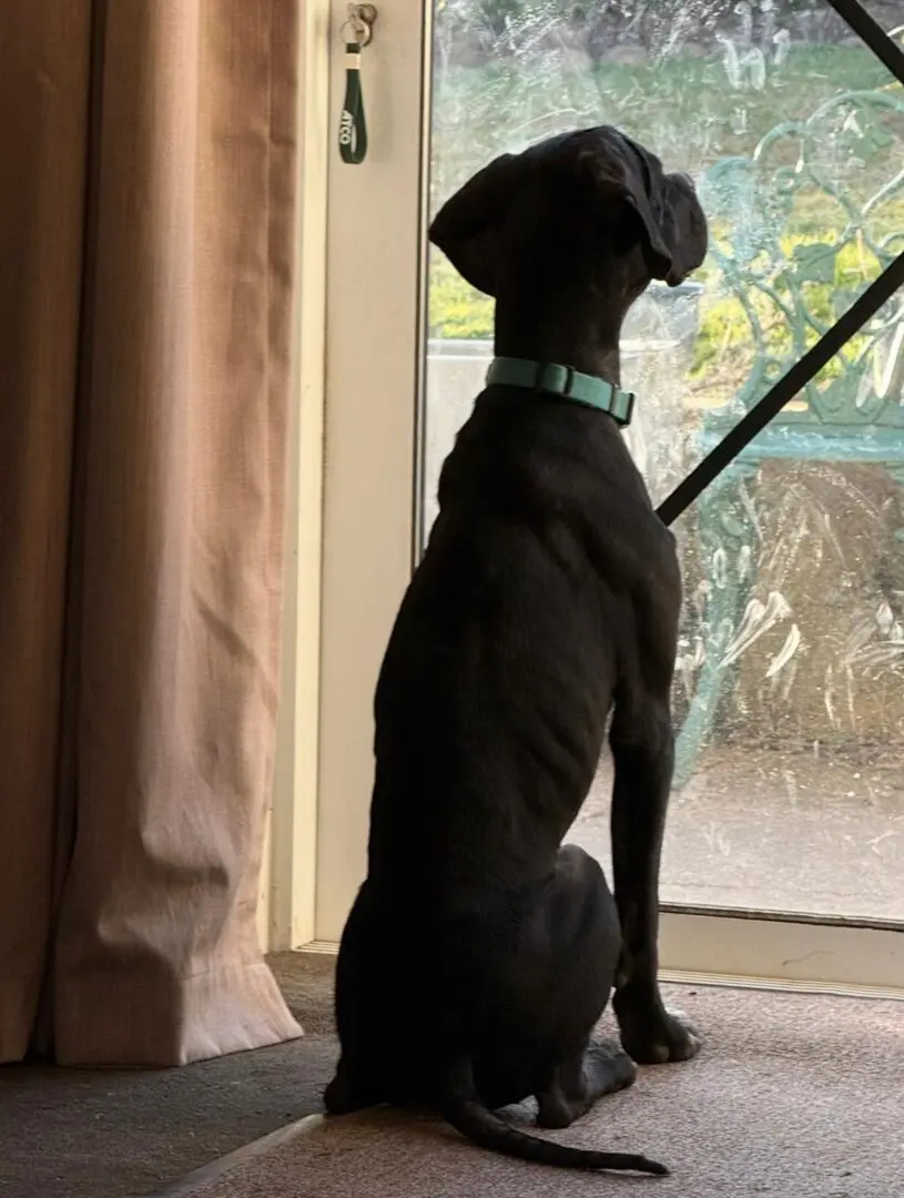 Pickle (Adopted April 2026)