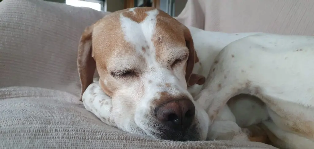 Chula (Adopted May 2026) Thumb
