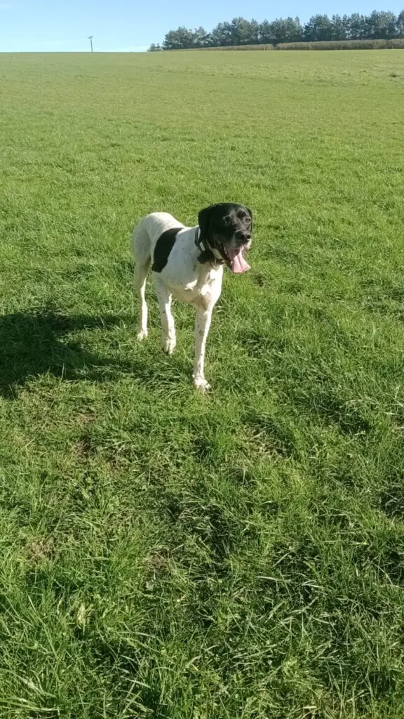 Boby The “Puppy” Gentleman Thumb