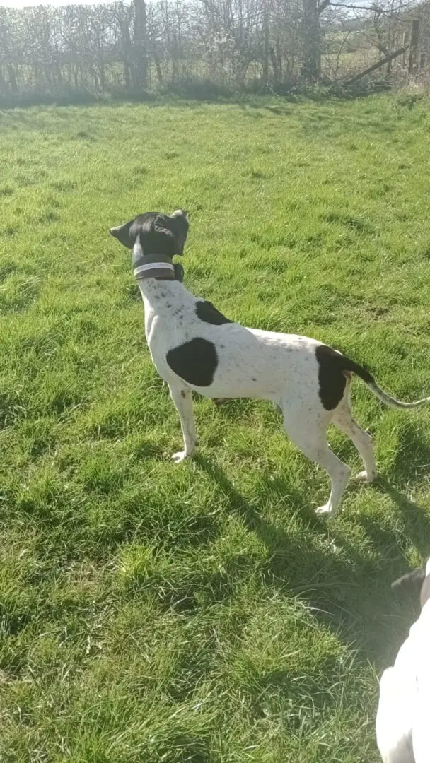 Boby The “Puppy” Gentleman