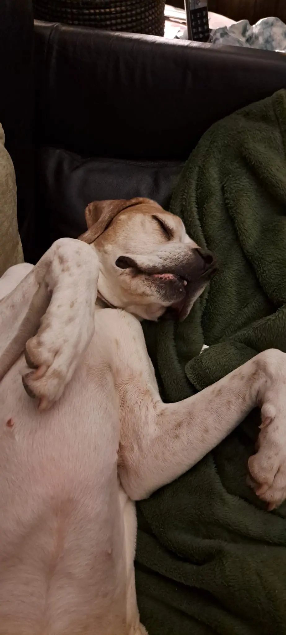 Chula (Adopted May 2026)