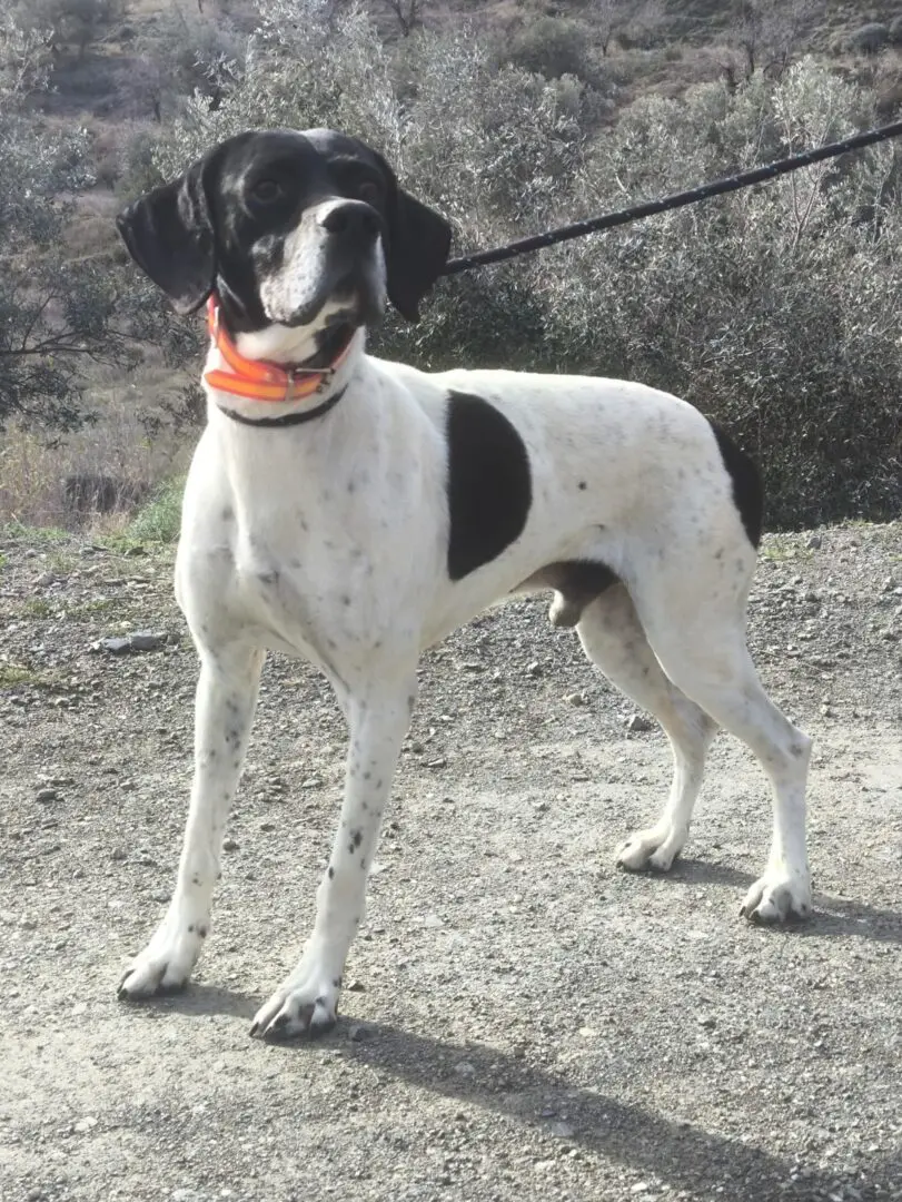 Boby The “Puppy” Gentleman