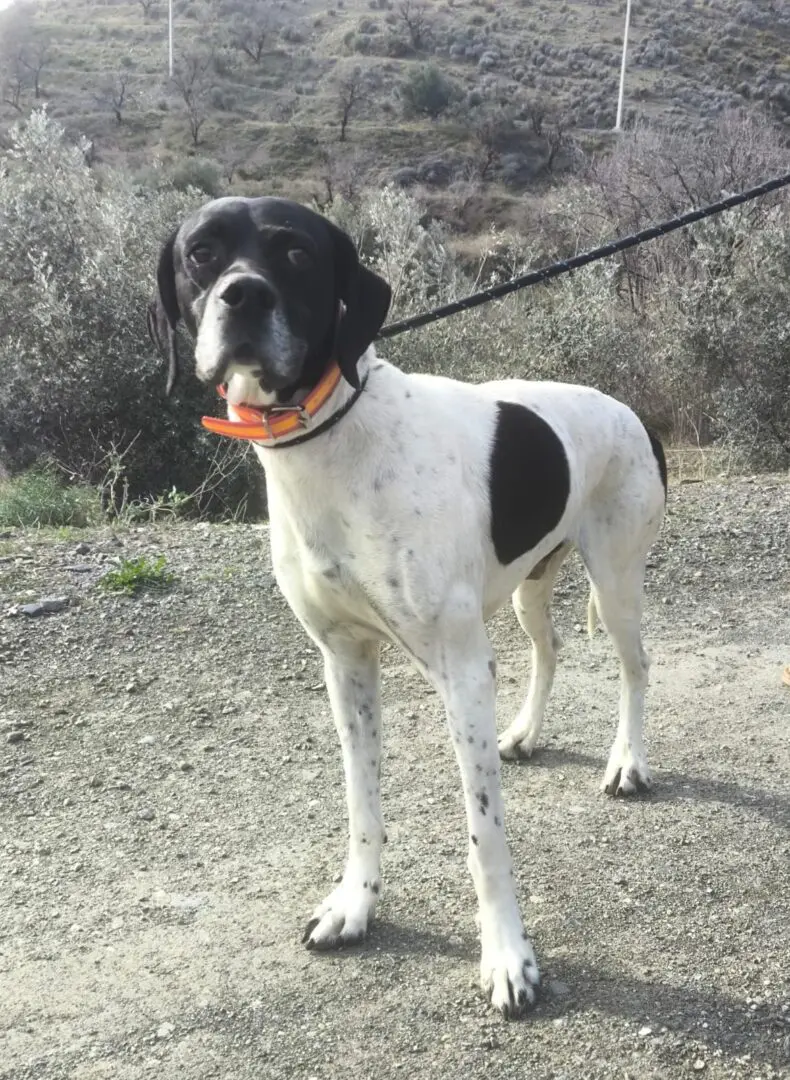 Boby The “Puppy” Gentleman