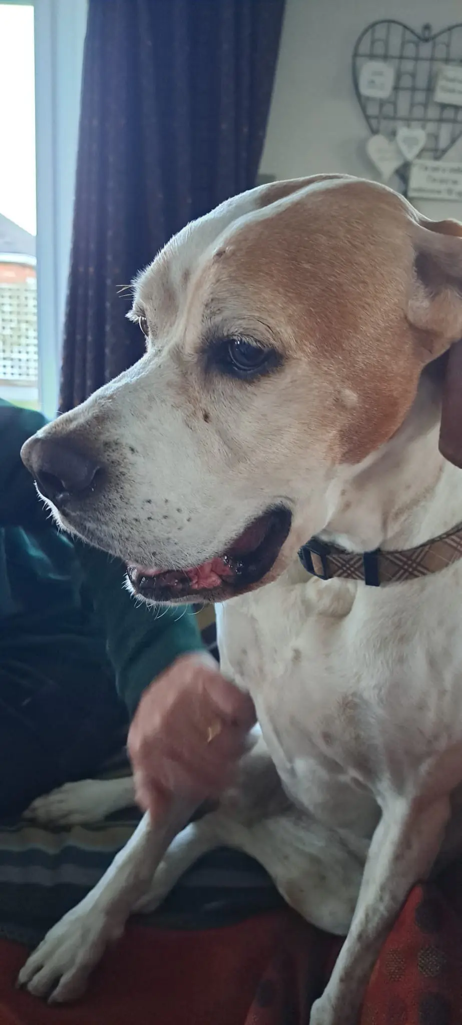 Chula (Adopted May 2026)