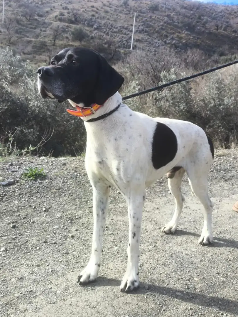 Boby The “Puppy” Gentleman