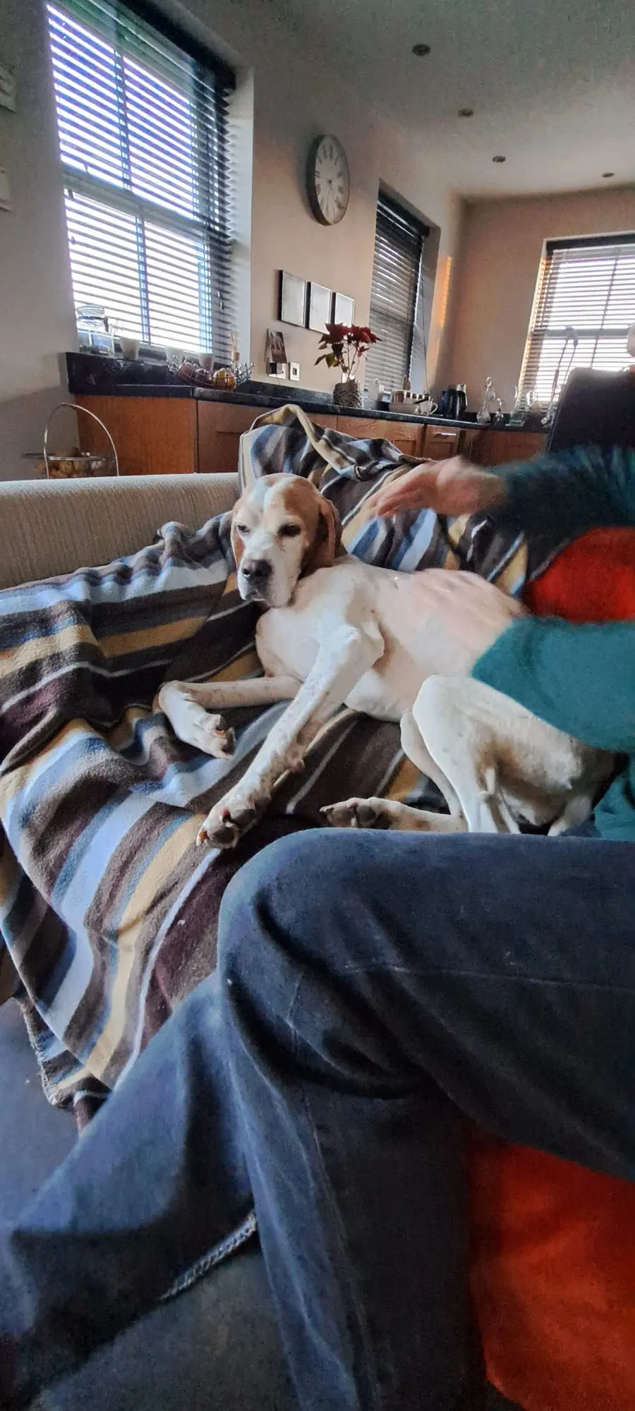 Chula (Adopted May 2026)