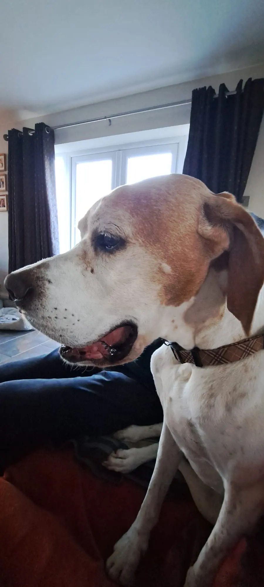 Chula (Adopted May 2026)