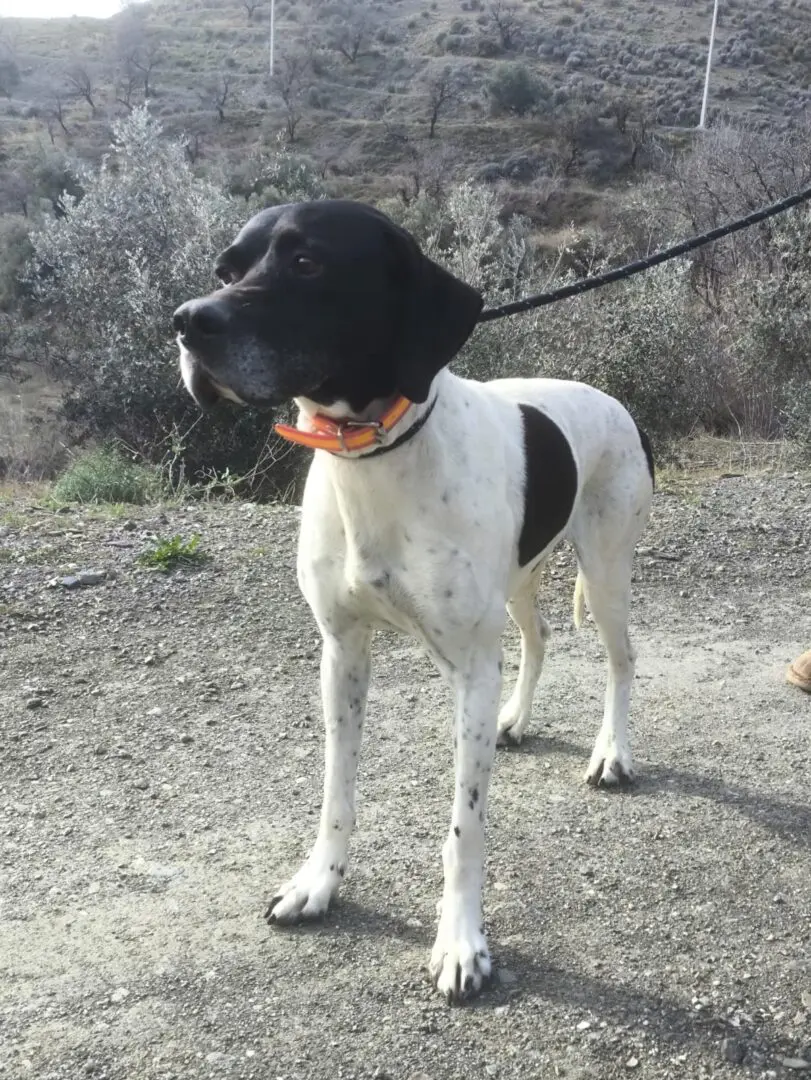 Boby The “Puppy” Gentleman