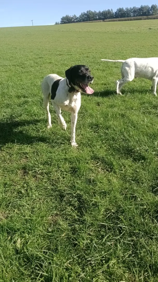 Boby The “Puppy” Gentleman