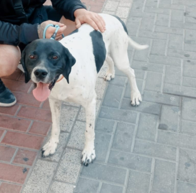 Boby The “Puppy” Gentleman