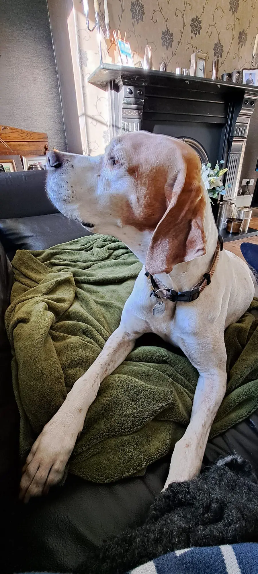Chula (Adopted May 2026)