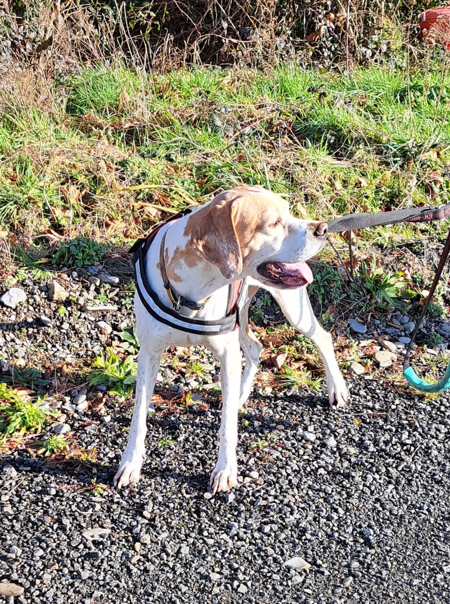 Chula (Adopted May 2026)