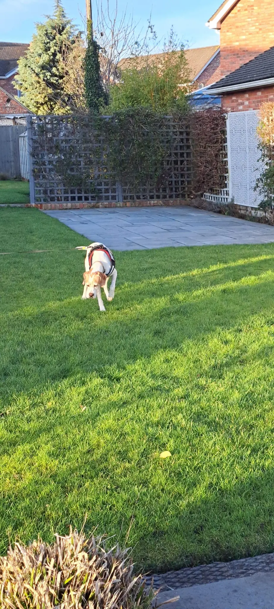 Chula (Adopted May 2026)