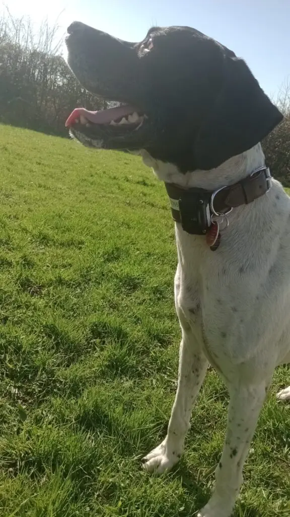 Boby The “Puppy” Gentleman Thumb