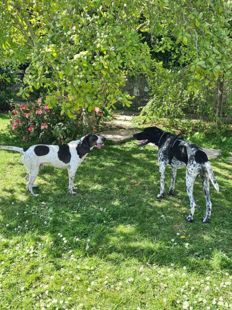 Dino (adopted September 2026)