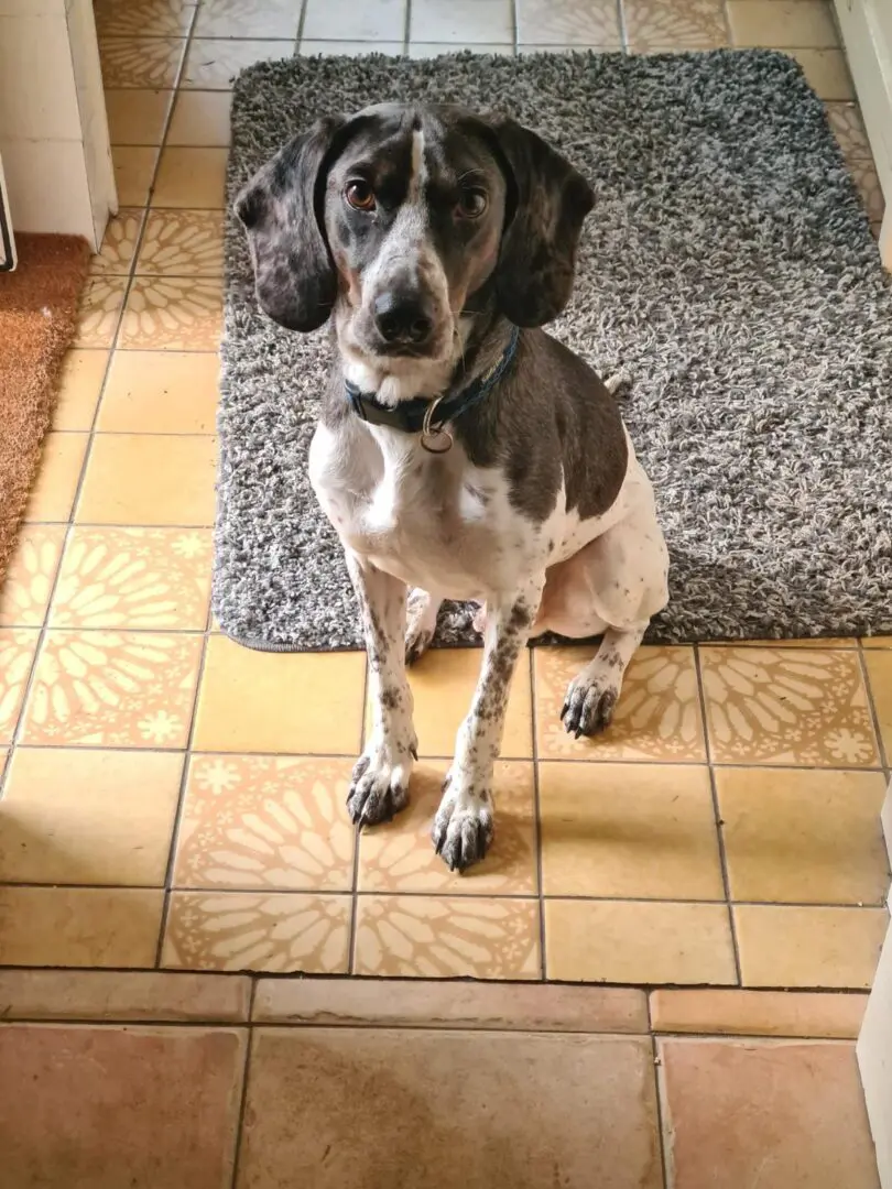 Dino (adopted September 2026)