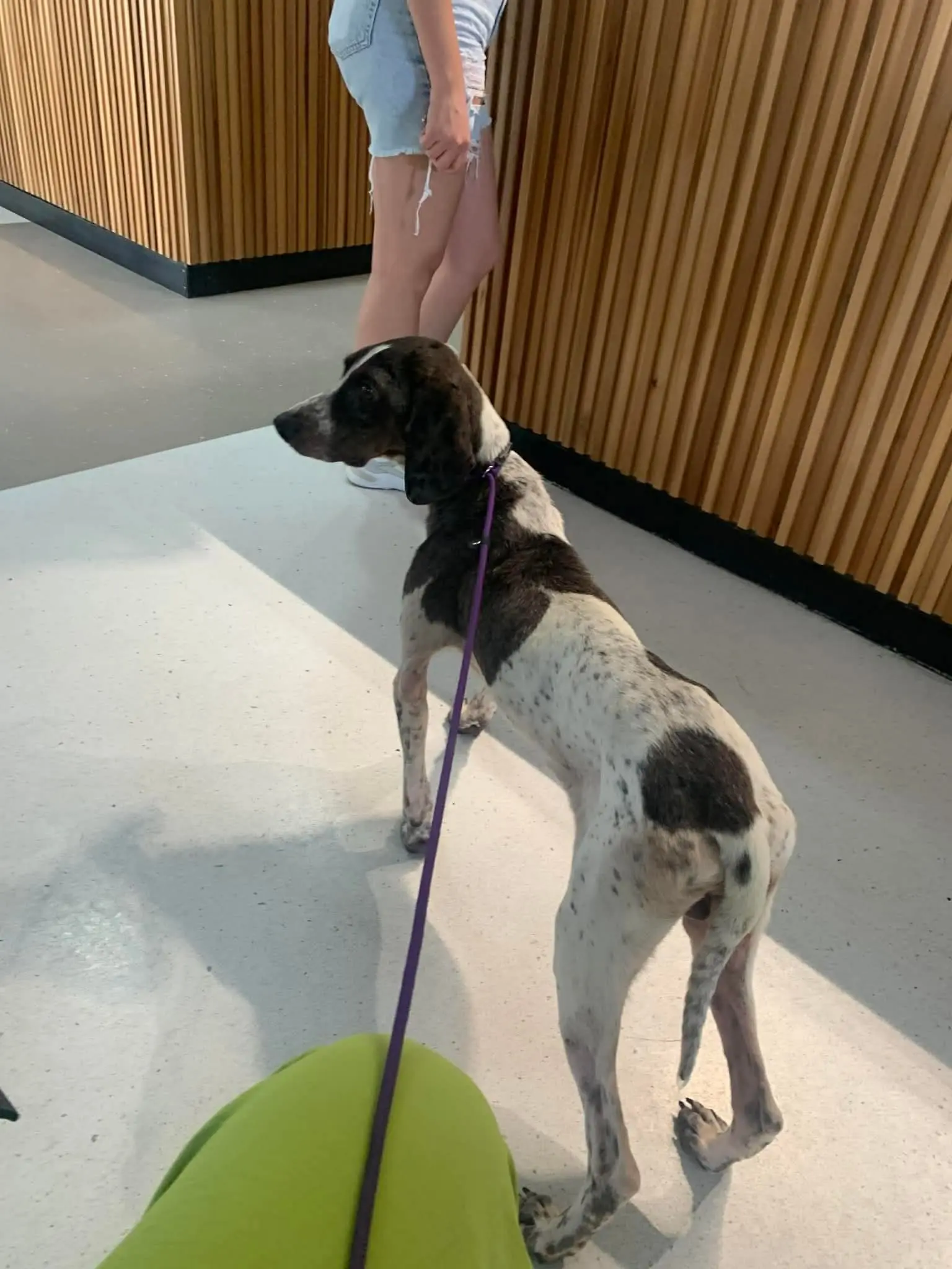 Dino (adopted September 2026)