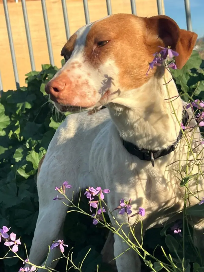 Lucas (Adopted May 2026)