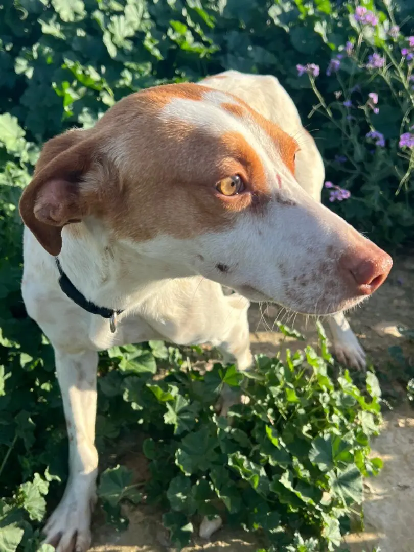 Lucas (Adopted May 2026)