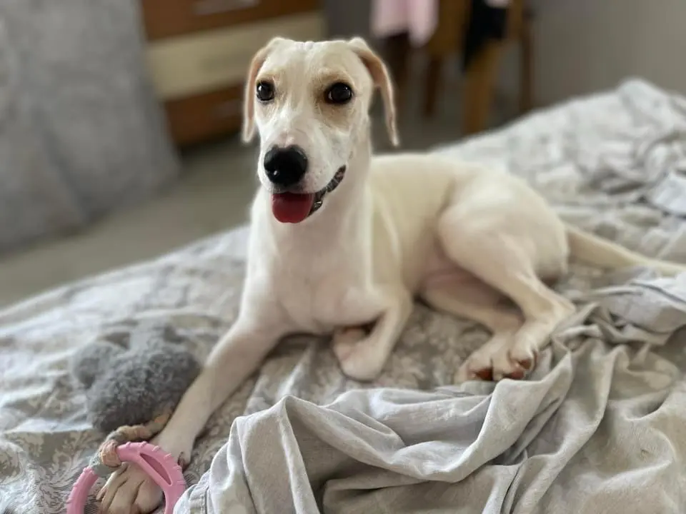 Gracie (adopted July 2026)