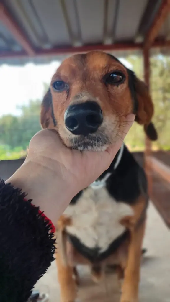 Masha now Leo (adopted July 2026) Thumb