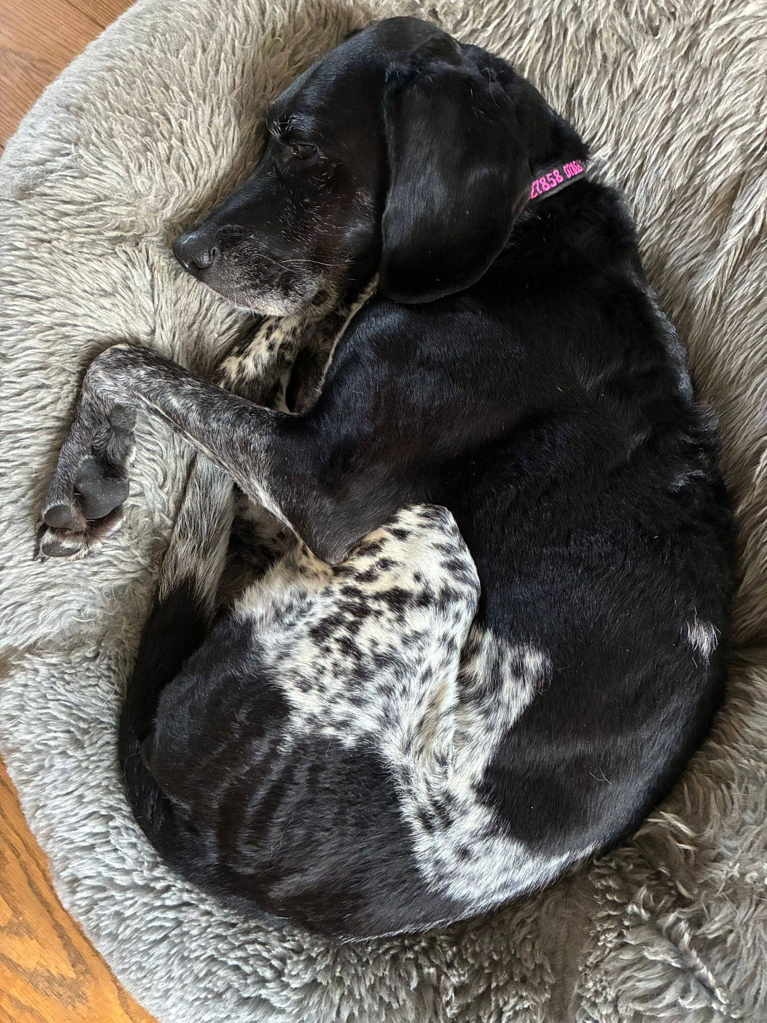 Obi (Adopted May 2026)