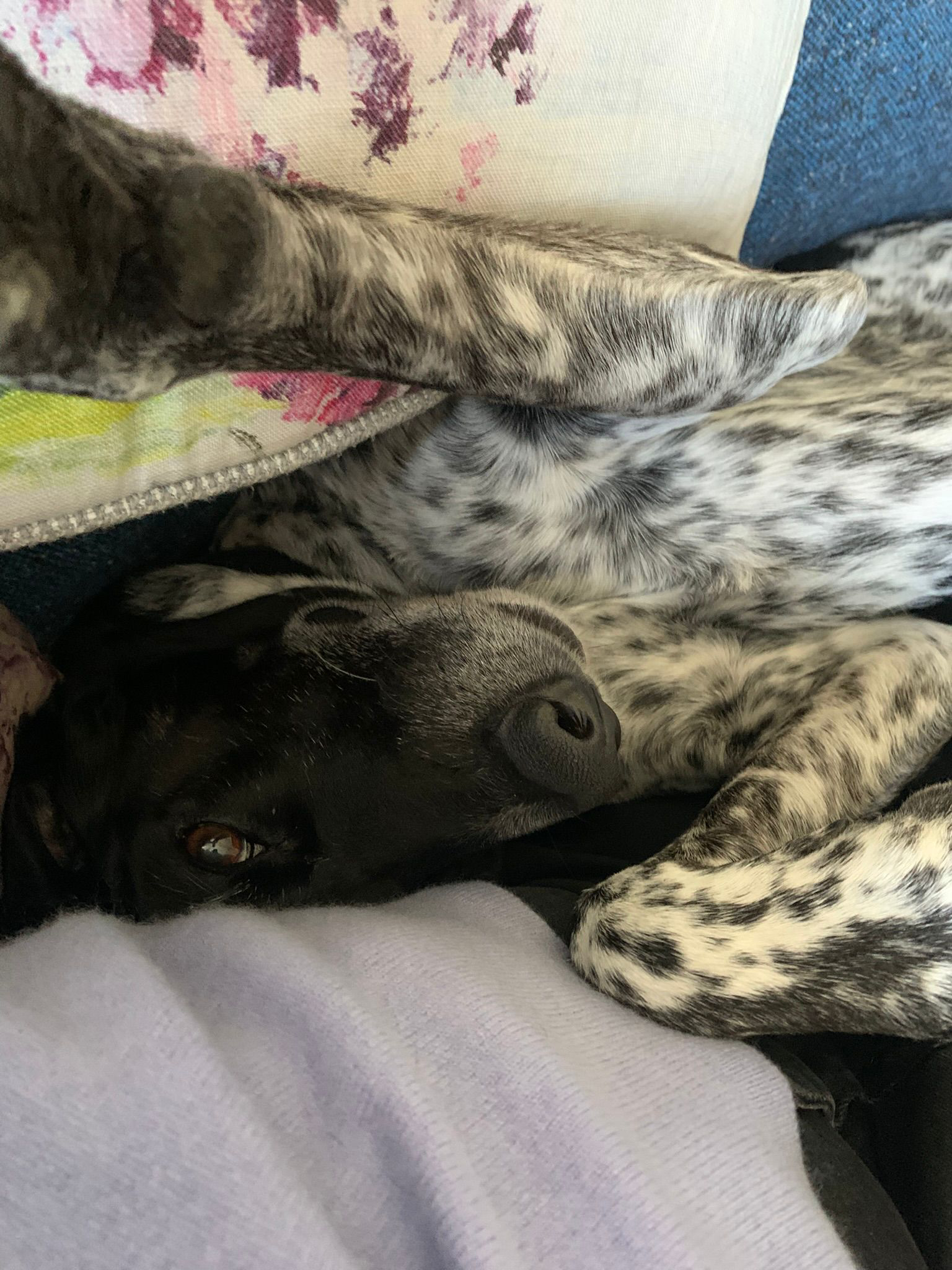 Obi (Adopted May 2026)