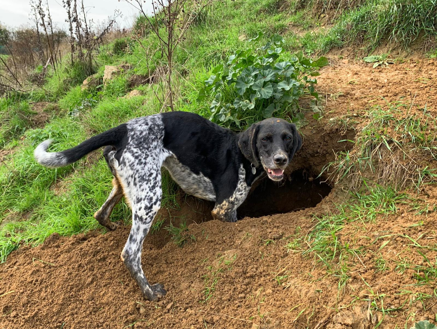 Obi (Adopted May 2026)
