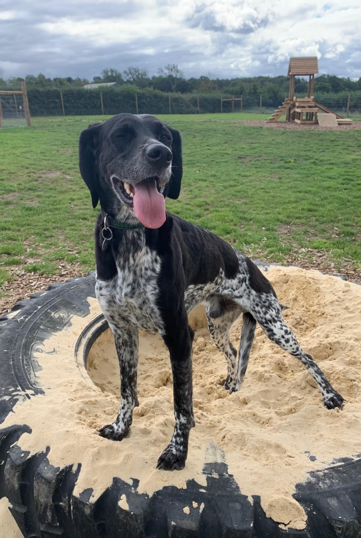 Obi (Adopted May 2026)