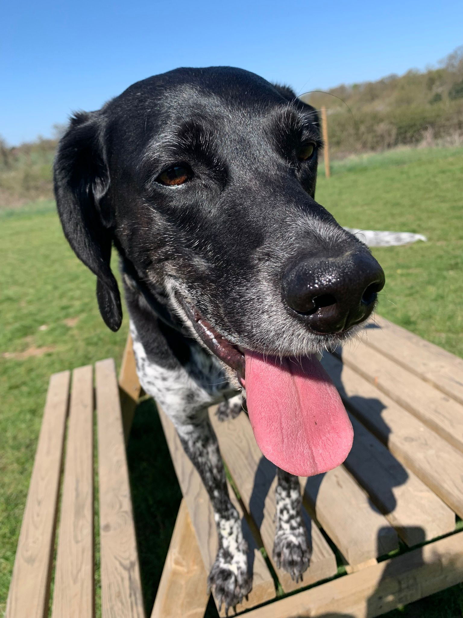 Obi (Adopted May 2026)